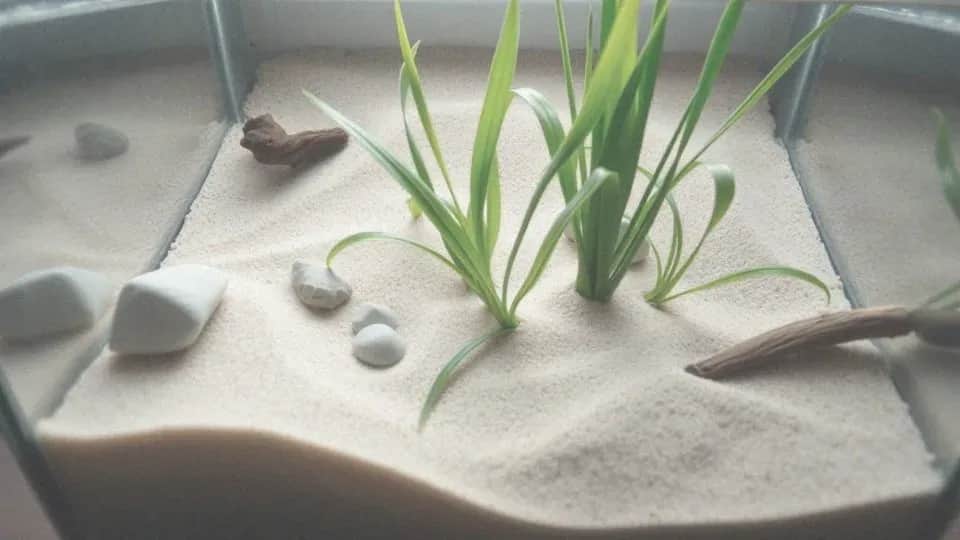 Jaka granulacja żwiru do akwarium zapewni zdrowe ryby i rośliny?