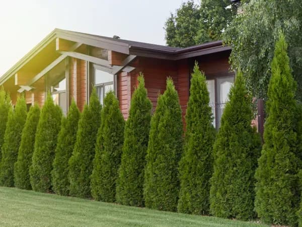 Jaka wysokość tui przy ogrodzeniu, aby uniknąć sporów z sąsiadami?