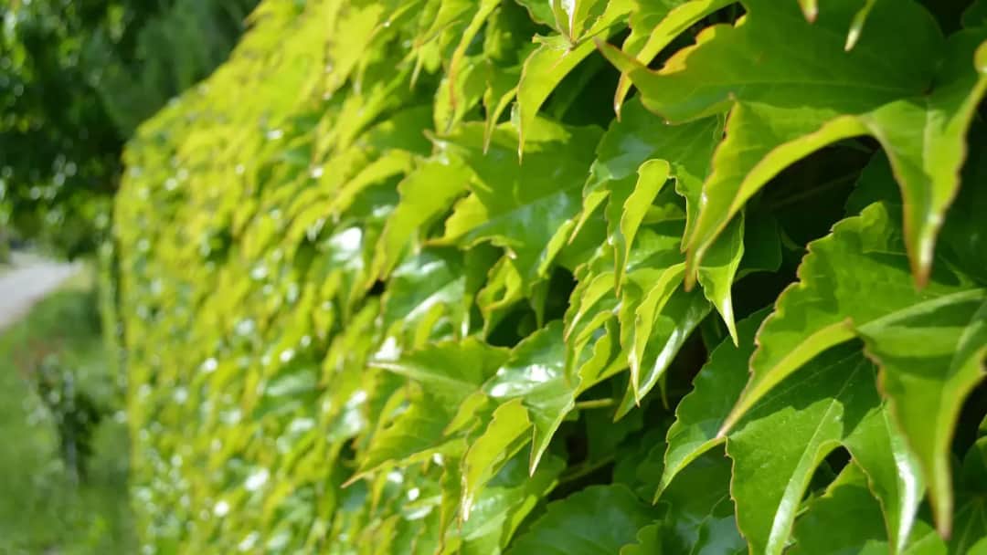 Jaką roślinę na ogrodzenie wybrać, aby uniknąć problemów z pielęgnacją?